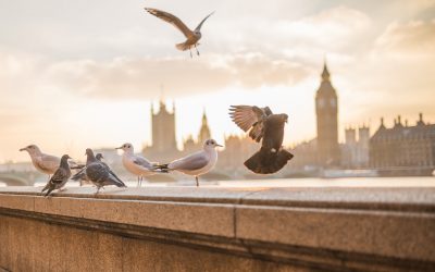 Que faire lorsque des pigeons ont élu domicile dans votre maison ?