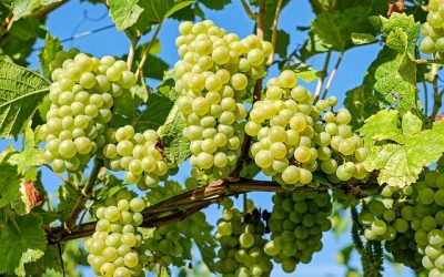 Quelle est la periode ideale pour tailler une vigne, et comment le faire ?